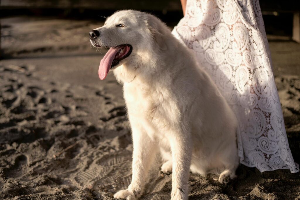 Cazzano, il cane pastore Lampo campione ai Piani dell'Avaro -   notizie!